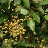 Pityranthe verrucosa Thwaites